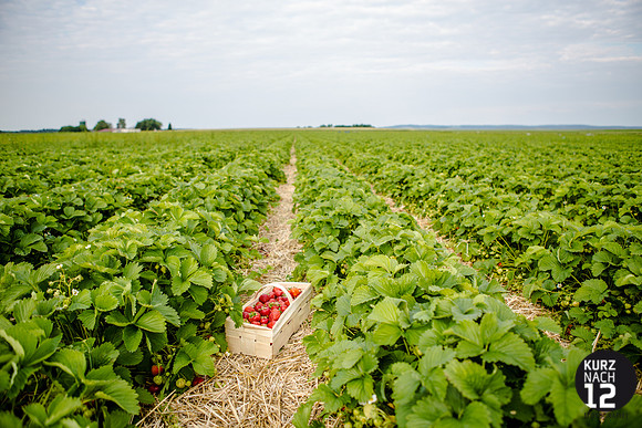 Produktofoto Erdbeeren